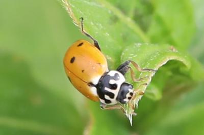 <i>Hippodamia variegata</i>