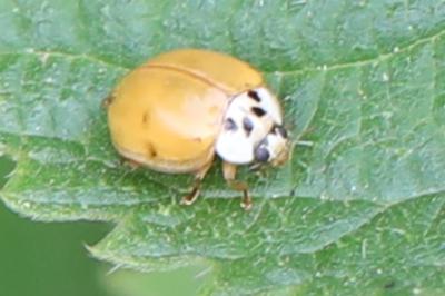 <i>Harmonia axyridis</i>