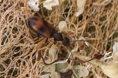 <i>Anthicus antherinus</i>