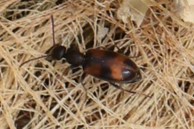 <i>Anthicus antherinus</i>