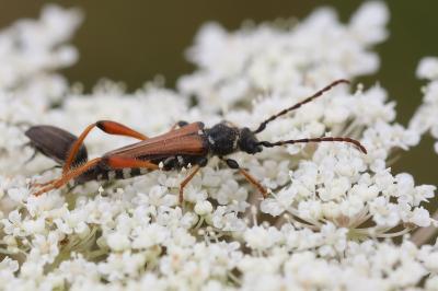 <i>Stenopterus rufus</i>