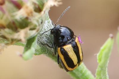 <i>Cryptocephalus vittatus</i>