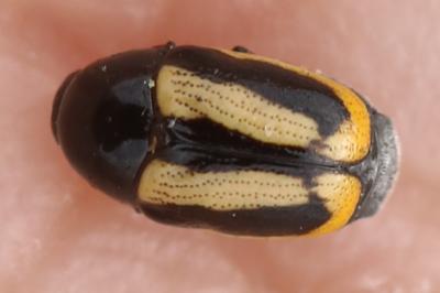 <i>Cryptocephalus vittatus</i>