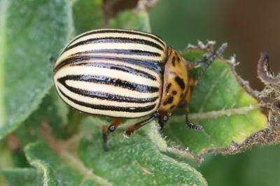<i>Leptinotarsa decemlineata</i>