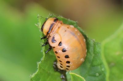 <i>Leptinotarsa decemlineata</i>