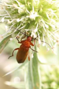 <i>Rhagonycha fulva</i>