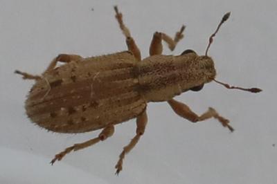 <i>Sitona macularius</i>