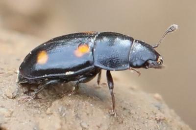 <i>Glischrochilus hortensis</i>