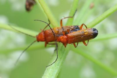 <i>Rhagonycha fulva</i>