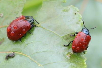 <i>Chrysomela populi</i>