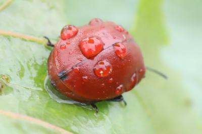 <i>Chrysomela populi</i>