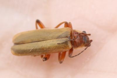 <i>Cantharis</i>