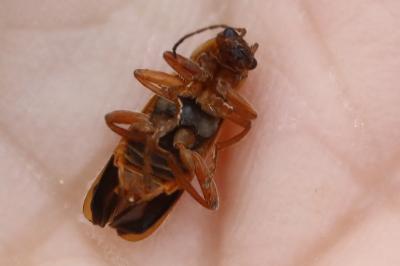 <i>Cantharis</i>