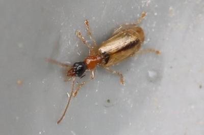 <i>Demetrias atricapillus</i>