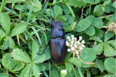 <i>Lucanus cervus</i>