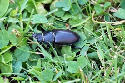 <i>Lucanus cervus</i>