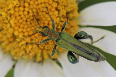 <i>Oedemera nobilis</i>