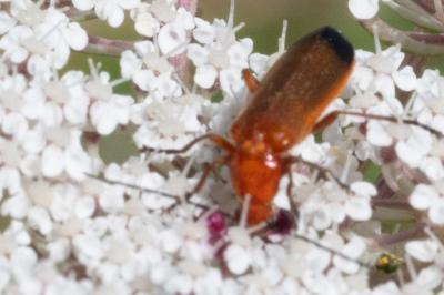 <i>Rhagonycha fulva</i>