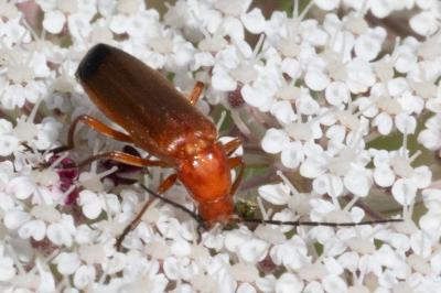 <i>Rhagonycha fulva</i>