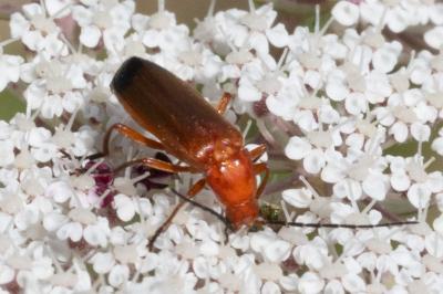<i>Oedemera nobilis</i>