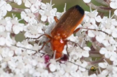 <i>Oedemera nobilis</i>