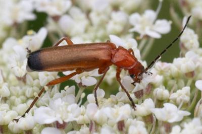 <i>Oedemera nobilis</i>