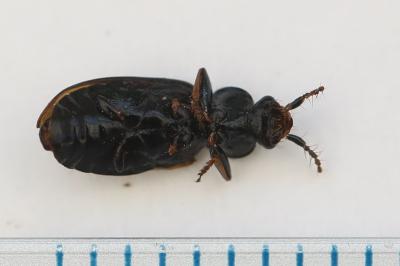 <i>Loricera pilicornis</i>