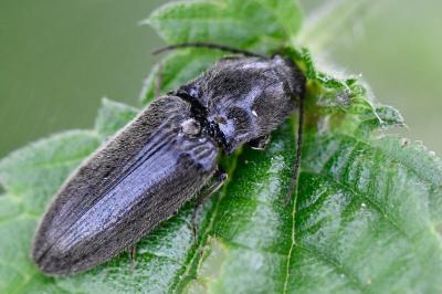 <i>Hemicrepidius</i>