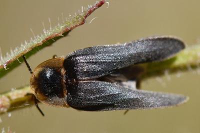 <i>Lampyris noctiluca</i>