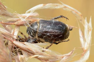 <i>Amphimallon atrum</i>