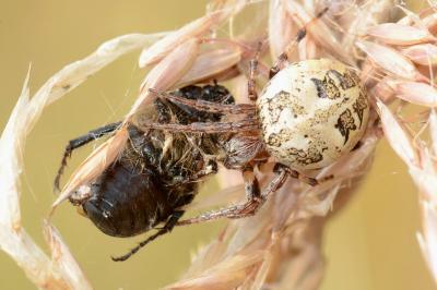 <i>Amphimallon atrum</i>