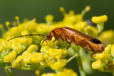 <i>Rhagonycha fulva</i>