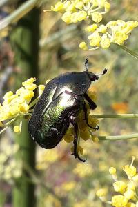 <i>Cetonia aurata</i>