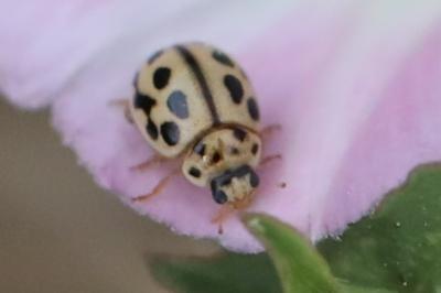 <i>Tytthaspis sedecimpunctata</i>
