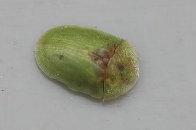 <i>Cassida rubiginosa</i>