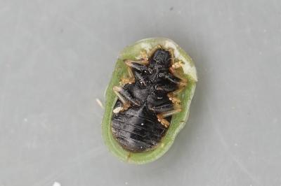 <i>Cassida rubiginosa</i>