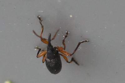 <i>Protapion</i>