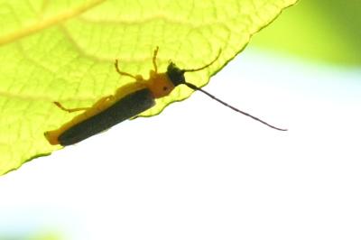 <i>Oberea oculata</i>