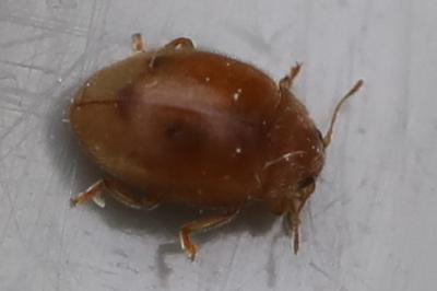 <i>Rhyzobius</i>