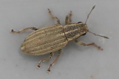 <i>Sitona</i>