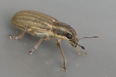 <i>Sitona</i>