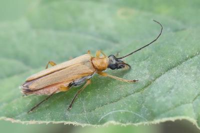 <i>Oedemera podagrariae</i>