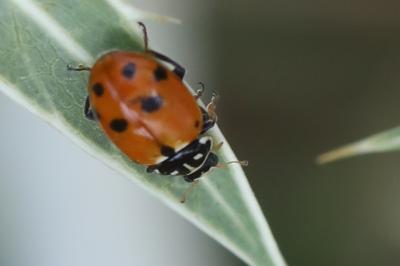 <i>Hippodamia variegata</i>