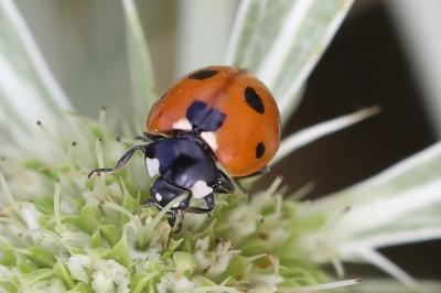 <i>Coccinella septempunctata</i>