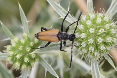 <i>Stictoleptura fulva</i>