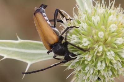 <i>Stictoleptura fulva</i>