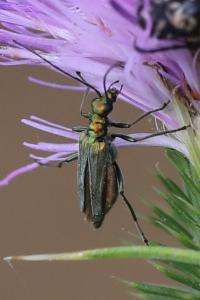 <i>Oedemera nobilis</i>