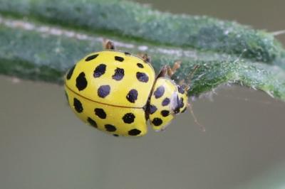 <i>Psyllobora vigintiduopunctata</i>
