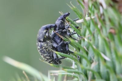 <i>Larinus turbinatus</i>