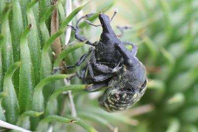 <i>Larinus turbinatus</i>